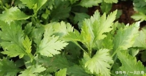 稀面糊|5月份夏季适合女人食用的野菜,润肺止咳、调理脾胃,健康靠它们