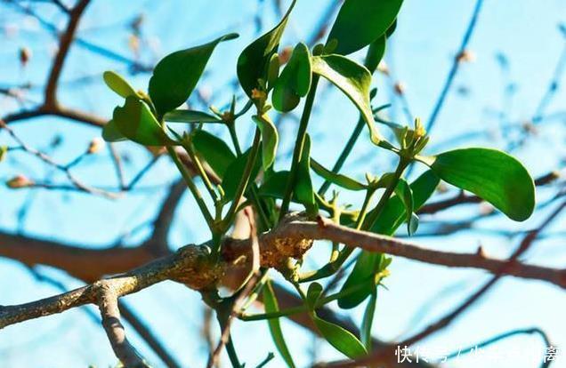 此植物獲得桑樹之精氣而生，善滋肝腎、強筋骨、祛風(fēng)濕，滋養(yǎng)血脈