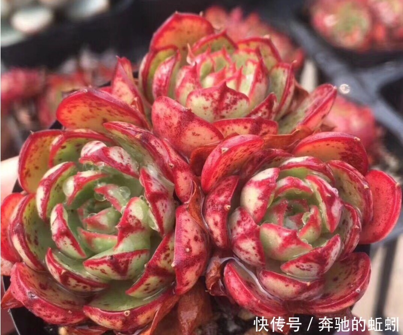 快递|裸根多肉“快递”回家后,上盆、缓苗,每一步都得万分小心