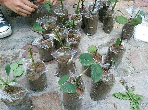 “这”5种花太贵，“掐”1片叶子，一插就活，别“白”花钱了