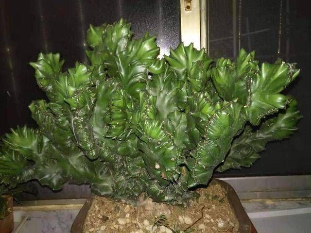 寓意|聪明人养这2种盆景，样子不招喜欢，寓意却极好，净化空气效果好