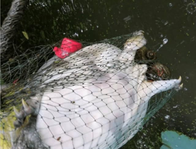 能卖|河里钓鱼意外捕获野生大甲鱼,能卖500元却选择了放生