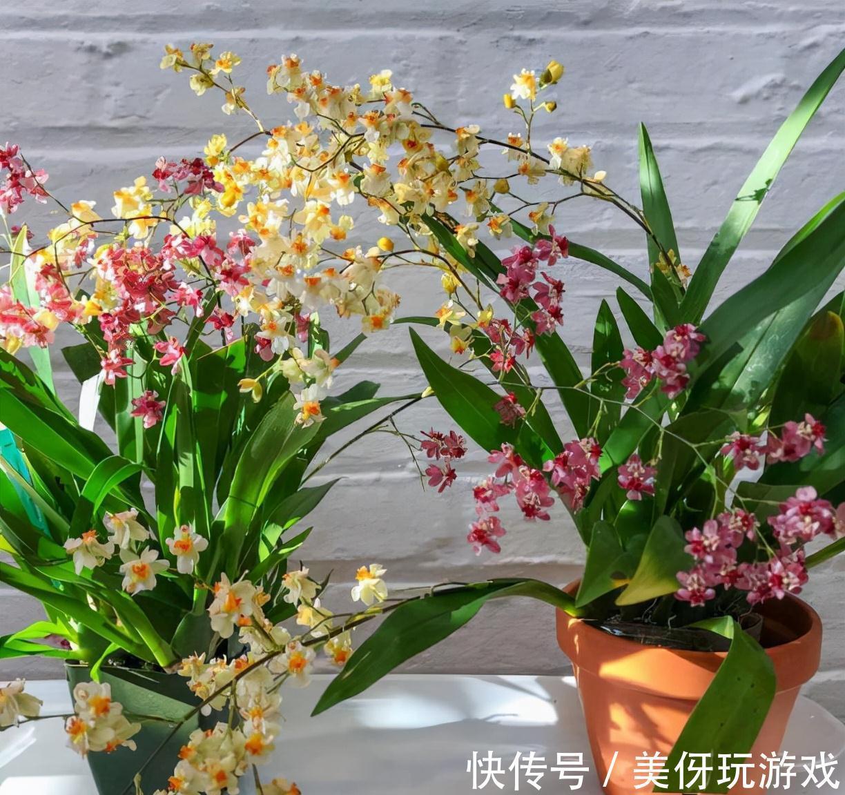 七种“富贵花”,适合冬天养,寓意吉祥又大气,关键还喜庆