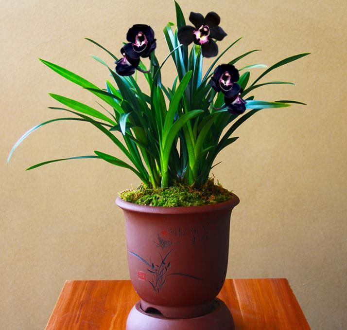  香味|墨兰铭品“黑雪姬”，黑杆黑花，香味浓郁，养护简单，性价比极高