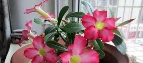 客厅2个地方，千万别养花，不能忽视，养了也尽快搬走