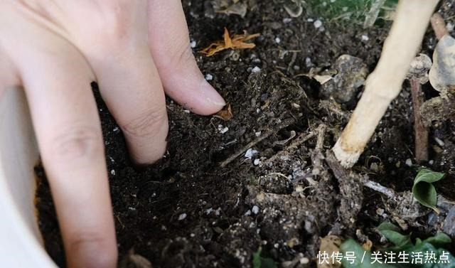 土里加两滴它，碱性变酸性，花儿都肥壮！