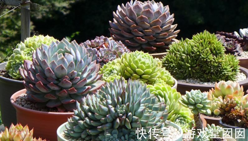 冬天买多肉,虽然价钱便宜,但不注意这些,却难服盆、易伤亡