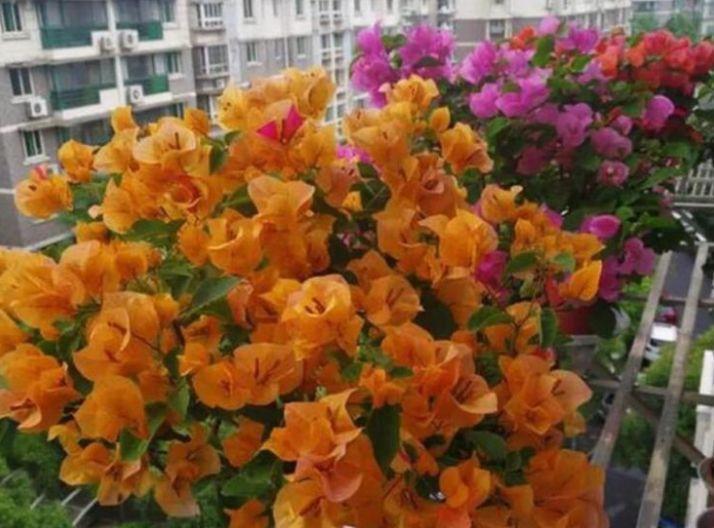 4种花便宜又好养,10元2盆,天天赏花,层层交叠,烂漫迷人眼