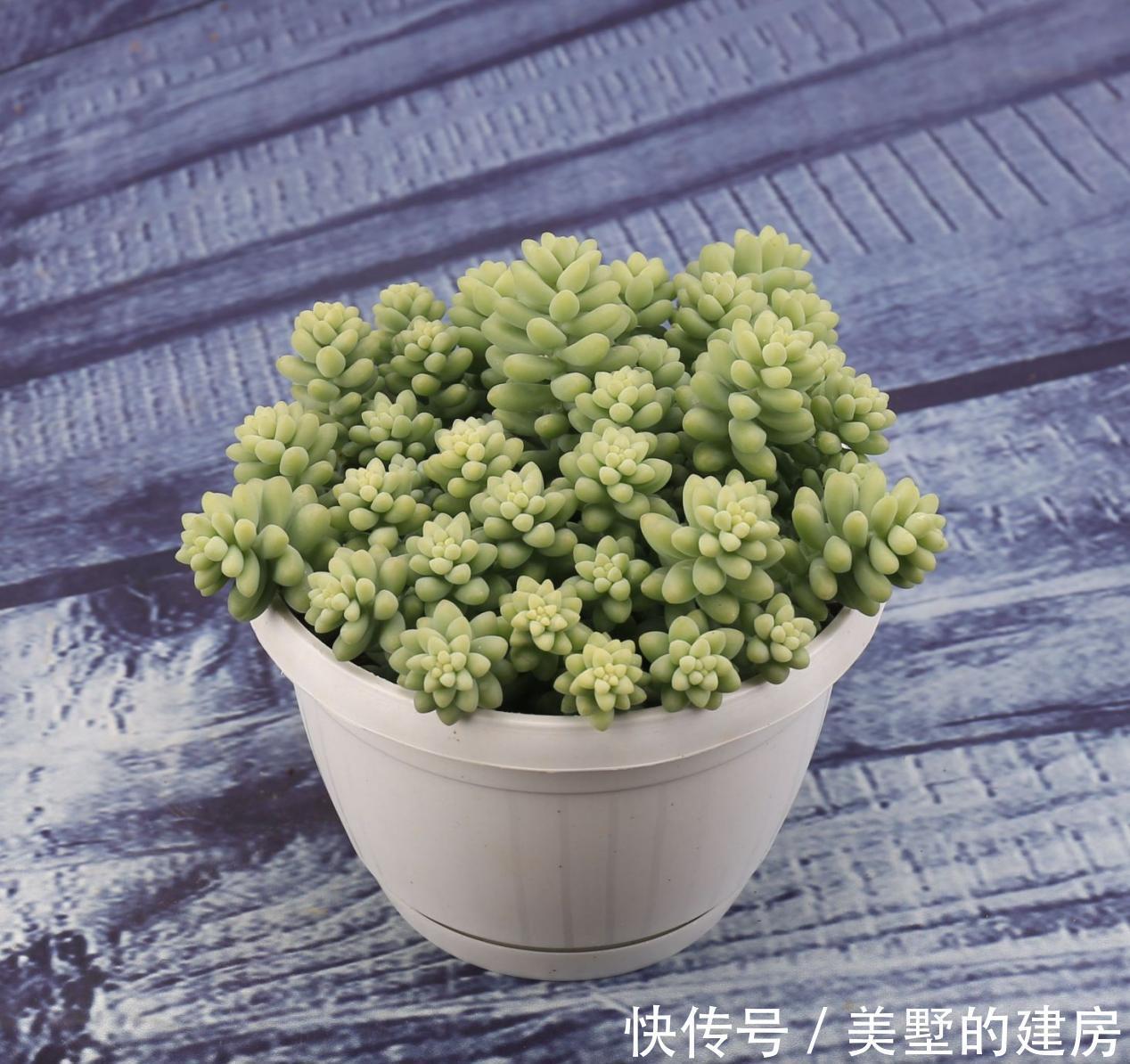 虫害性|入秋后天渐凉，养多肉用这3种“特效水”，叶子越发透亮肥美