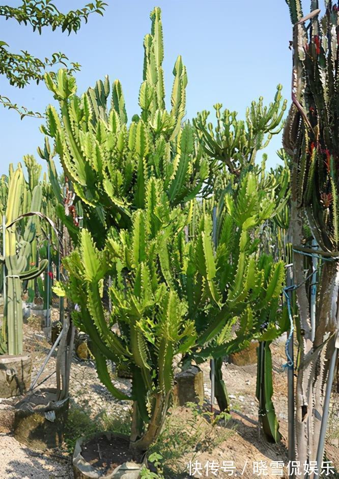 储水器|7种“漂亮花”，自带“储水器”，一个月不浇水也旱不死