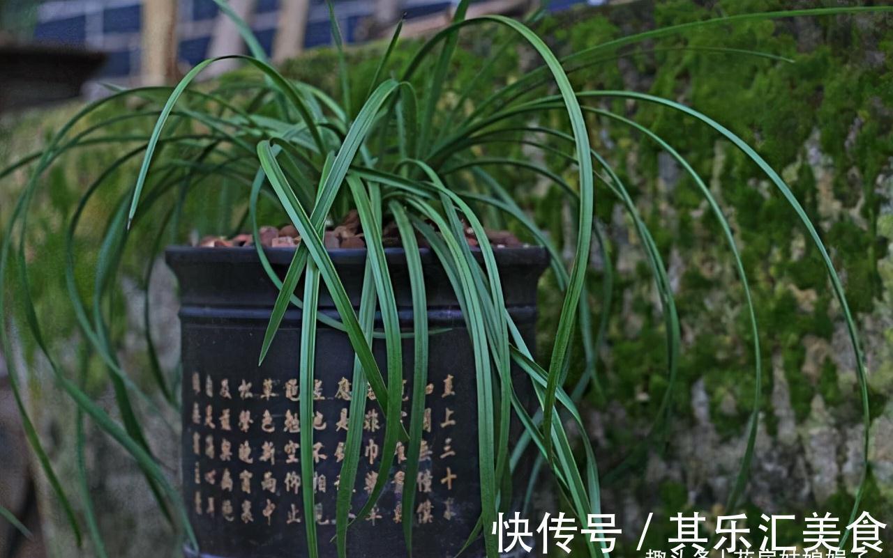 植料|兰花长期不开花,是环境和管理上“惹的祸”,自查3个方面并做好