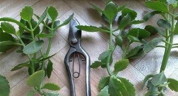 枝条|长寿花枝条变软,剪1刀,浇点这种水,过年就开花