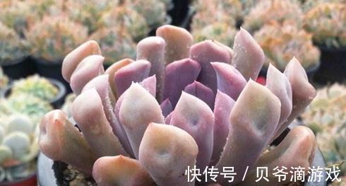 丘比特多肉养殖方法,丘比特多肉怎么养才能出好状态