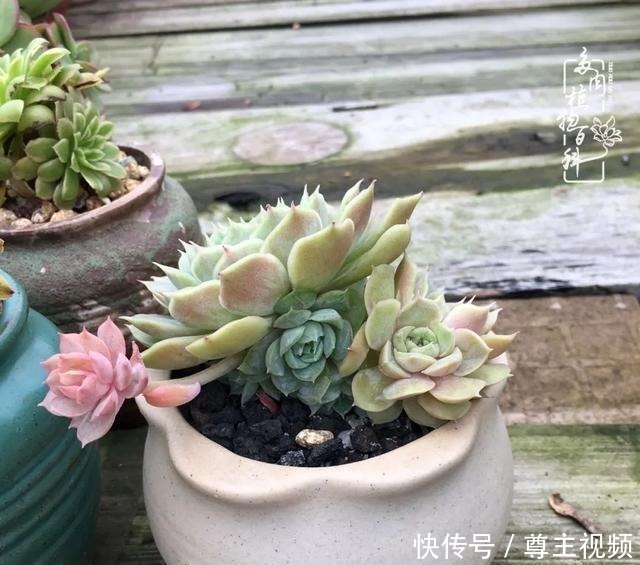 百科|养多肉三年多,初见惊鸿!累并快乐着!养多肉三年多,初见惊鸿!累并快乐着!