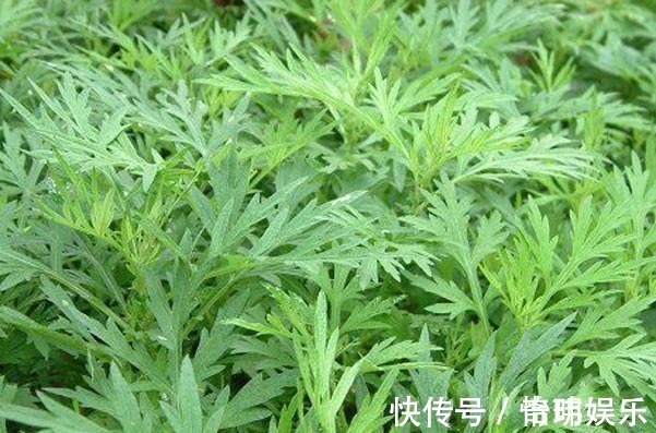 营养价值|多给家人吃以下几种野菜,营养价值非常的高,早知早受益