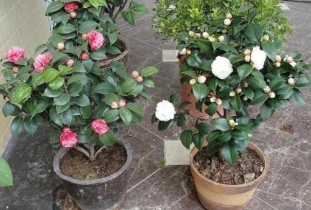 到太阳底下|冬季养茶花你得会养,现在给它做3点,等到春节就开花!