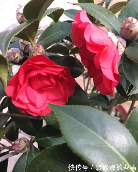 茶花|6种“娇气花”，天热谨慎买，回家就掉花苞，养不活太后悔