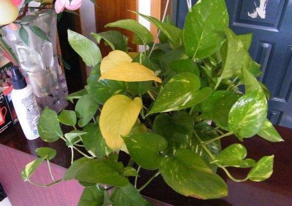 花卉总“黄叶”,更改“这3处”,叶子变得绿滴油,开花更旺盛