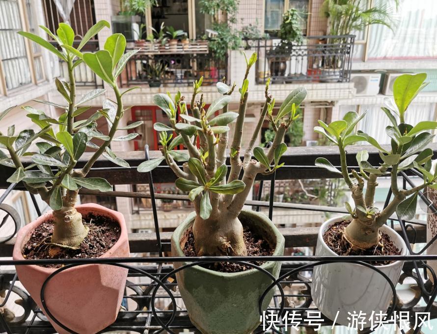 带大肚子的沙漠玫瑰,养护多注意这5点,霸气镇宅,开花比月季美