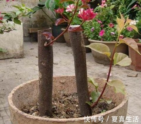 三角梅、蟹爪兰生根慢,只需套上“塑料袋”,15天能长出小白根