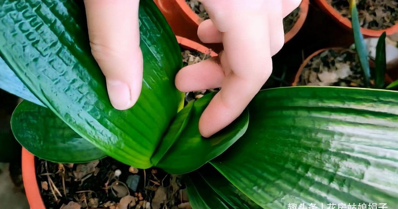 入冬后的君子兰,按照这些要求去做,帮你解决掉不开花的烦恼