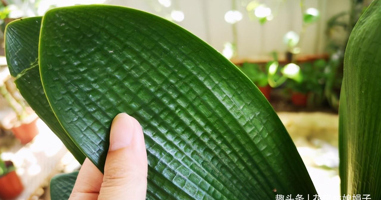 植株|君子兰在花盆里头重脚轻站不稳，别忽视，原因简单危害却很大