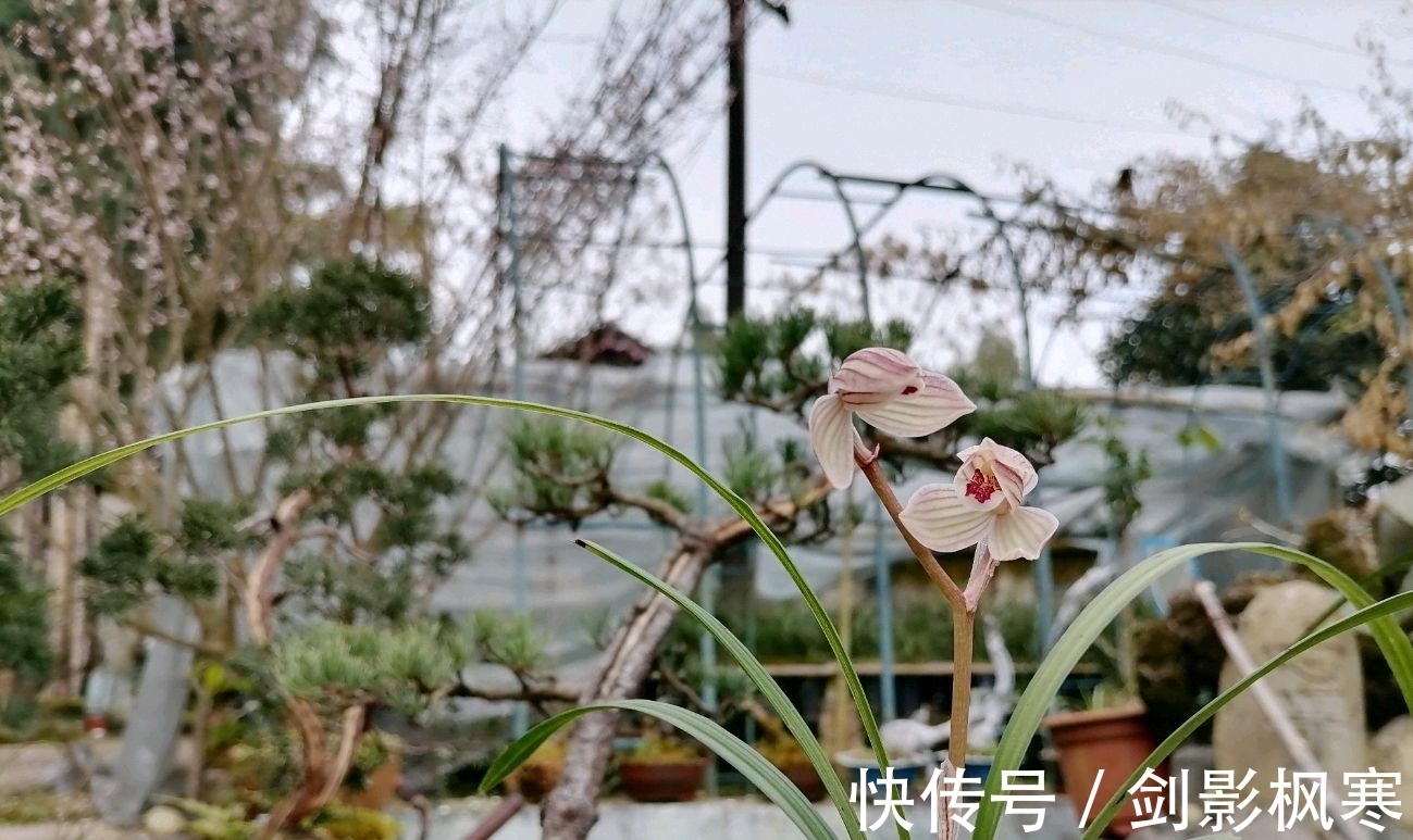 山上收集的腐烂松树皮可以用来养兰花吗?怎么使用兰花长势好