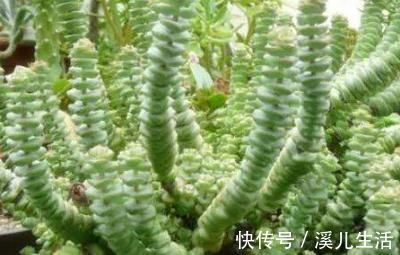 肉肉|为何别人的肉肉轻松就爆盆,原来他们种了这种会生“宝宝”的多肉
