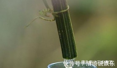 纲目拾遗|农村这种藤，很多人只知果能吃，却不知藤汁功效强还能卖钱