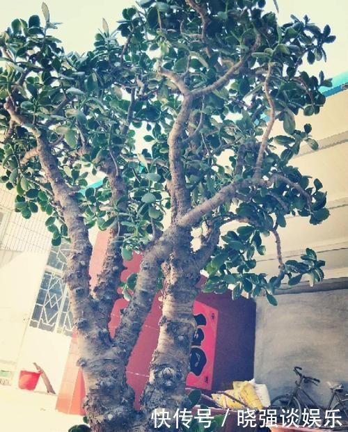 大腿|养了20年的玉树，杆子比大腿还粗，满树白花跟下雪了一样