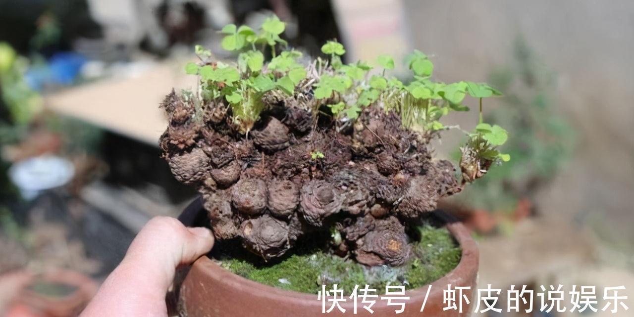 路边不起眼的三叶草,按照基础4招走,轻松养出草本老桩