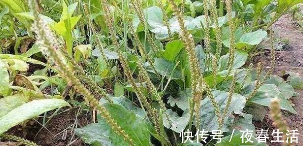 车前草|大病小治，小病不医，慢性咽炎用这种野草泡水喝堪比灵丹妙药