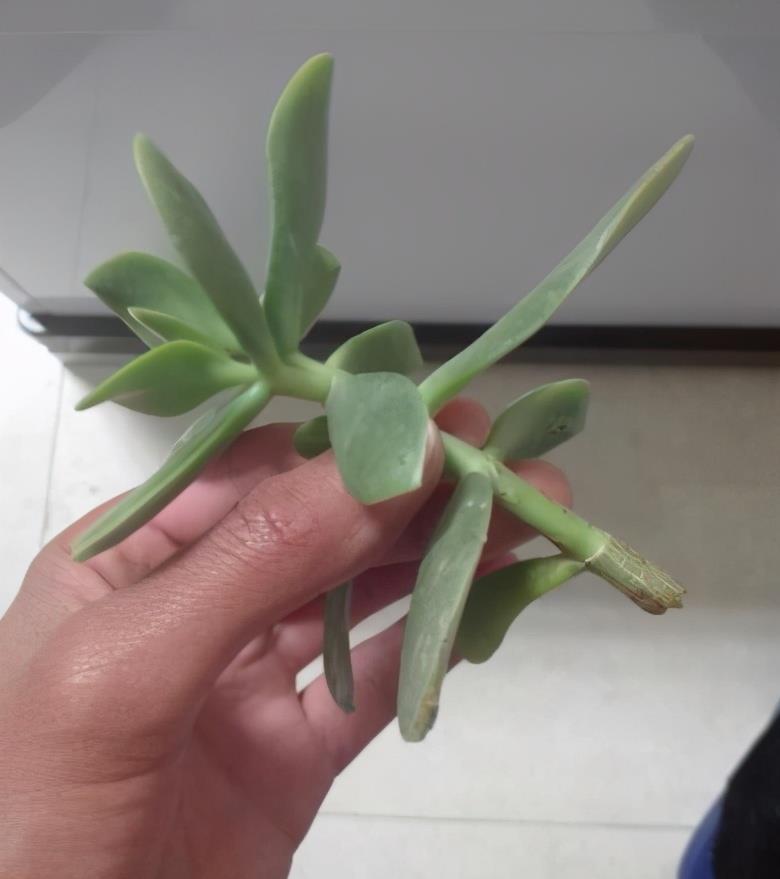 繁殖|4种花,摘一个枝条插盆里,很快就长叶长根,当年就开花