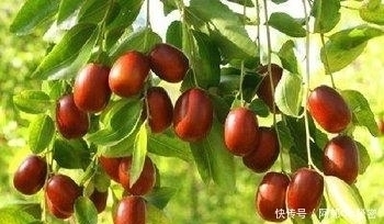 不宜食用|吃水果对身体有好处，胃不好的人这3种水果不宜食用，你知道吗？