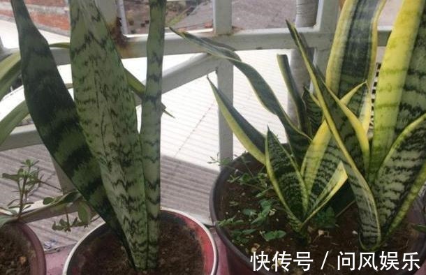 养殖盆栽虎皮兰,该如何加深叶片纹路掌握4点株型美、叶片肥