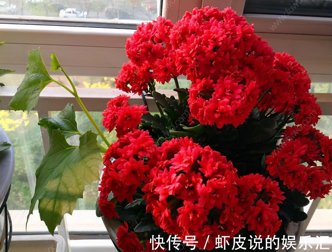 植物|7种“懒人花”,漂亮又好养,客厅养一盆,大气吉祥,养人又旺家