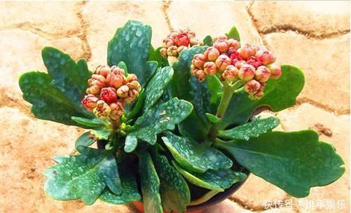 长寿花不开花，还容易黄叶，老花农教你4招，叶片油绿，花比叶多