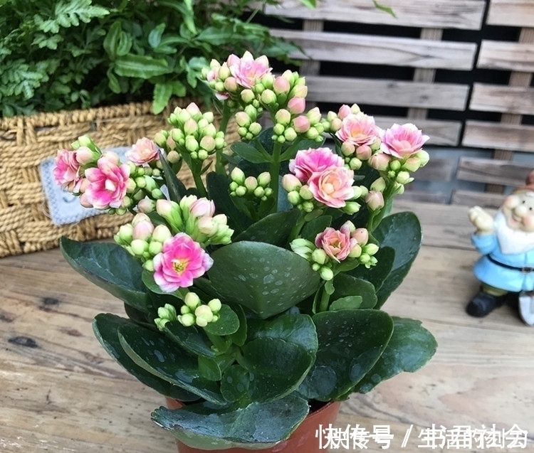 施肥|长寿花很好养,施点这种肥,叶片肥美又亮丽,花期能达150天