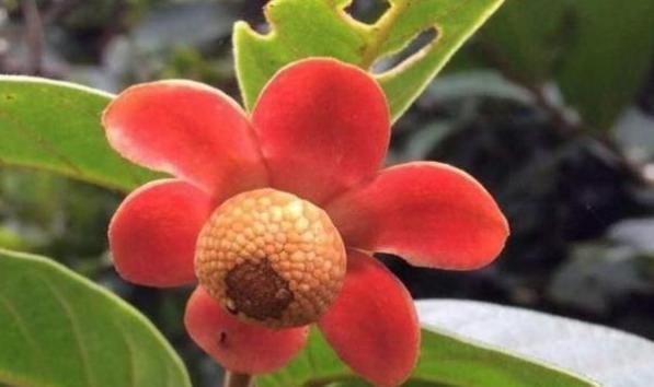 风湿|农村几种植物太强大,治风湿,腰腿痛,铁打损伤,你都见过吗