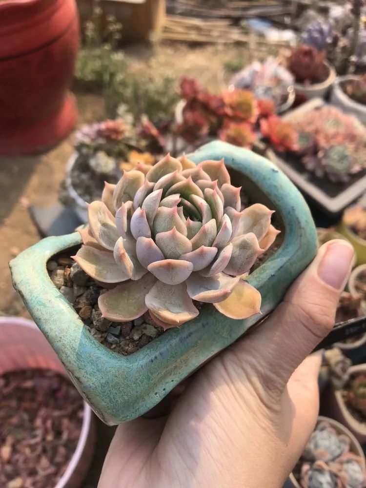 白月影|多肉小白三年励志对比养自己的花,爱自己的宇宙!