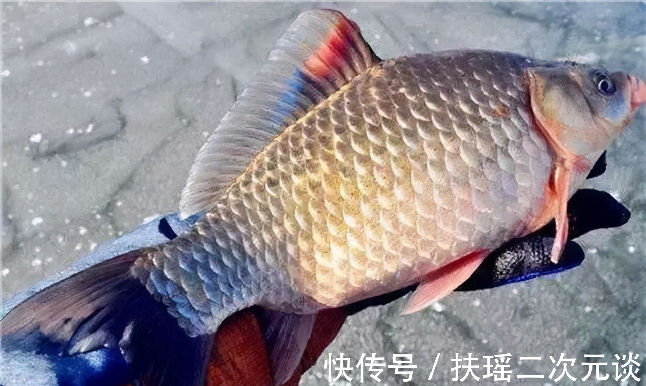 肥猫|入冬后钓鲫鱼,最关键就是这三个核心技巧,用好了鲫鱼连竿上!