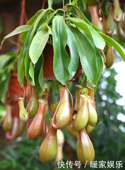 7种“有益花”,养在家里身体好,清新空气病菌少,你家还没养