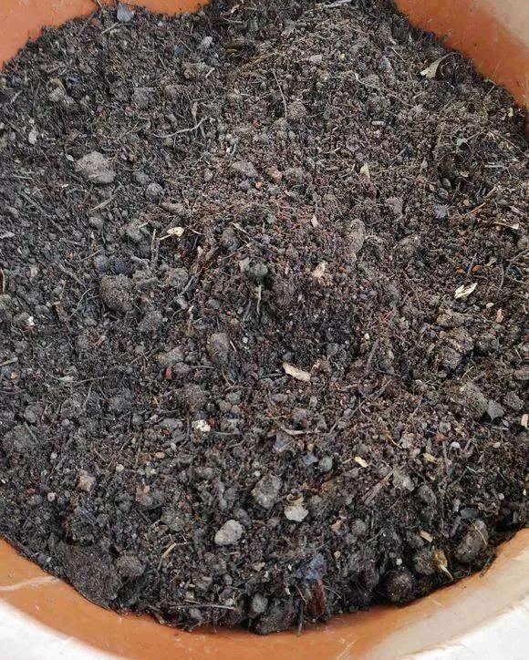  实用|冬天的泡沫箱别扔，扔了就是扔钱，养花太实用