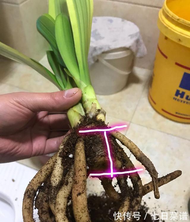 养君子兰不懂“浇水”,等于养不会养,浇前“摸摸土”,才更靠谱