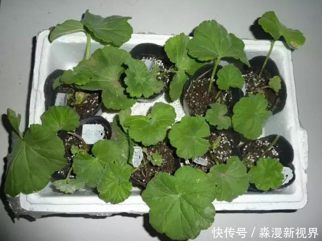 矿泉水瓶|扦插加个小药片,成活率翻番,新手也能做得好!