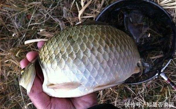 大水面中|冬季钓鱼,天气越冷越容易钓到大鲫鱼,封竿太早容易“吃亏”