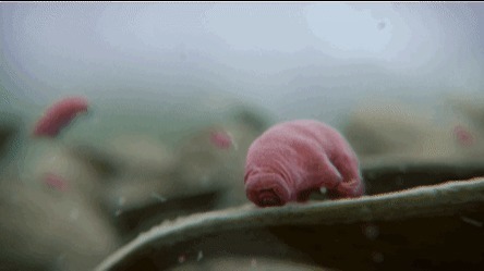 致命弱点 同样裸露在太空,人类仅存活15秒,水熊虫淡定产崽,为何这么强