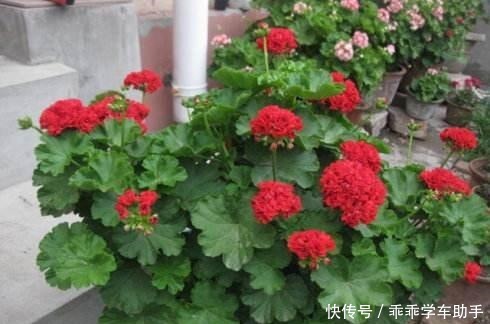 阳台养花就养它，耐热好养、开花多，夏天开到爆盆，像一个小花园！