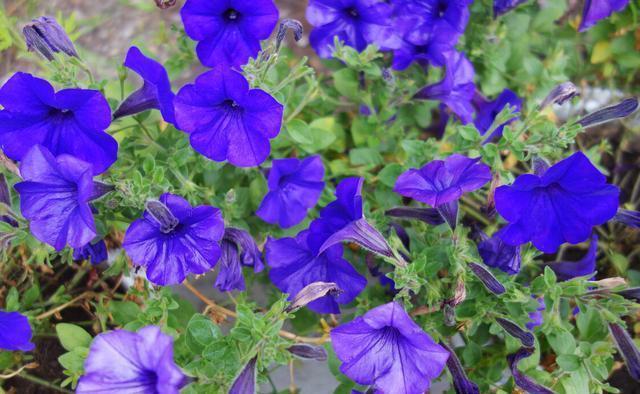 月季花|夏季养花的3个误区,来了解一下,别夏季还没结束,就剩下空盆了