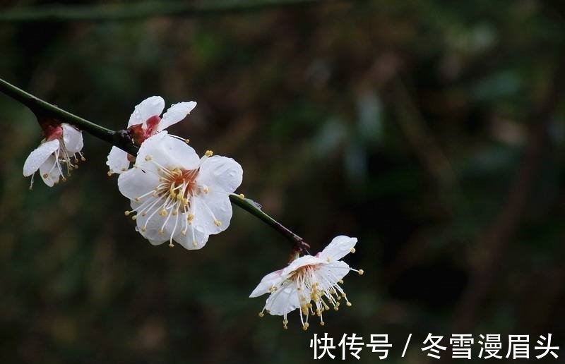 仙子！秋瑾一首《咏白梅》七律：写品格高洁的梅花，更是诗人自身的写照